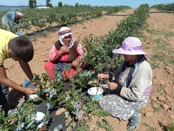 Deneme Amaçlı Ekildi, Geçim Kaynağı Oldu