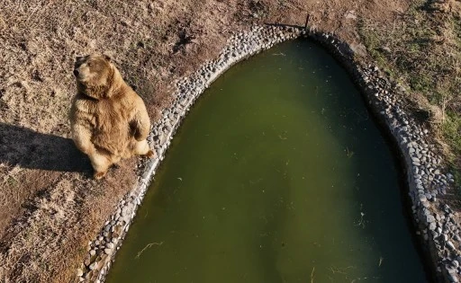 Dron gören ayı poz verdi