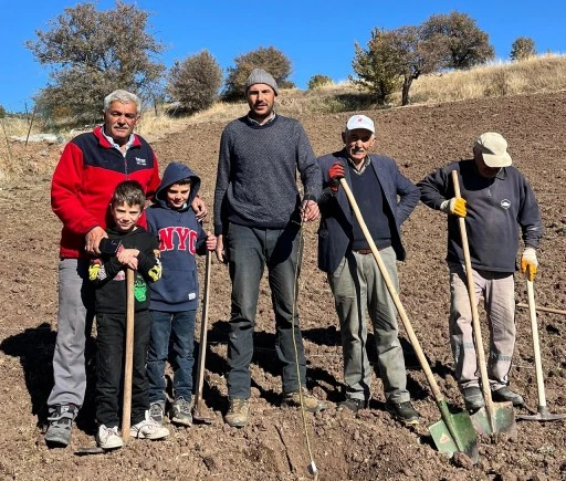 Sivas'ta kuşburnu fidanı dikildi 