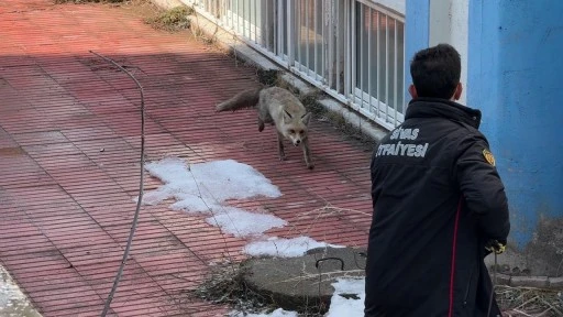 Sivas'ta Kurnaz Tilki Kurtarma Ekiplerini Yıldırdı 