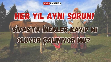 Her Yıl Aynı Sorun! Sivas’ta İnekler Kayıp Mı Oluyor Çalınıyor Mu?