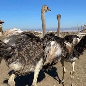 Hobi Bahçesinden Kaçan Deve Kuşları Aranıyor 