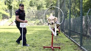 Jandarmanın Köpekleri Göreve Hazır