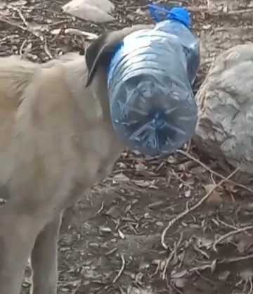 Kafasındaki Su Bidonuyla Üç Gün Gezdi