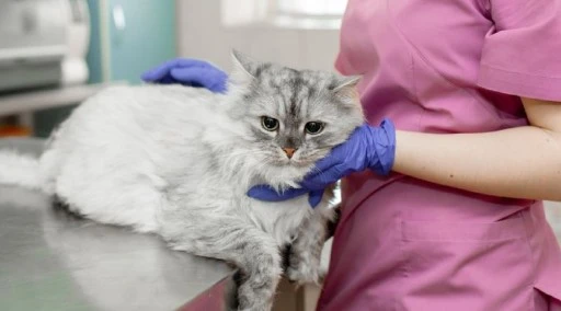 Kalp hastası kedi Lucy'ye &quot;stressiz yaşam&quot; tavsiyesi