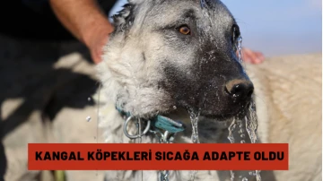 Kangal Köpekleri Sıcağa Adapte Oldu