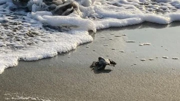 Kaplumbağalar Denizle Buluşturuldu