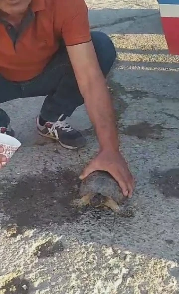 Kaplumbağaya şefkat eli