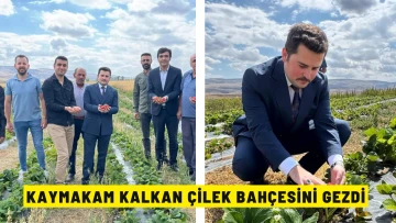 Kaymakam Kalkan Çilek Bahçesini Gezdi