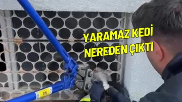 Kedi Pencere Korkuluğuna Sıkıştı