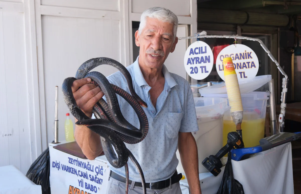 Koynunda beslediği yılanlar ısırdı