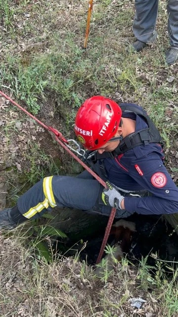 Kuyuya Düşen Büyükbaş 2 Saatlik Çalışmadan Sonra Kurtarıldı