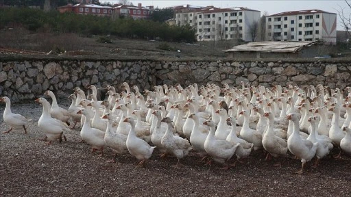 Marketini Sattı Kaz Yetiştiriciliğine Başladı