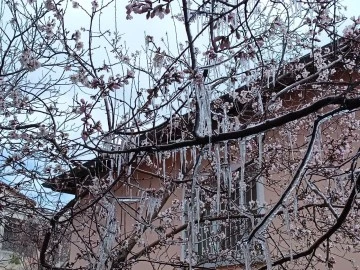 Meyve Ağaçları Buzla Kaplandı