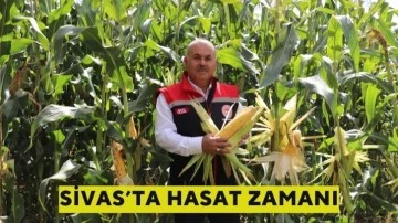 Sivas'ta Hasat Zamanı