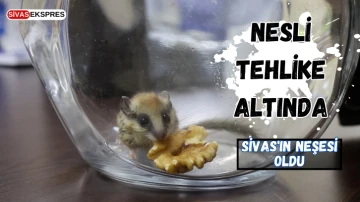 Nesli Tehlike Altında, Sivas'ın Neşesi oldu