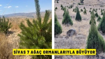 Sivas 7 Ağaç Ormanlarıyla Büyüyor