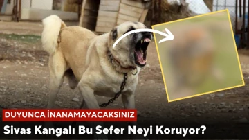 Sivas Kangalı Bu Sefer Neyi Koruyor? Duyunca İnanamayacaksınız