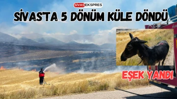 Sivas'ta 5 Dönüm Küle Döndü