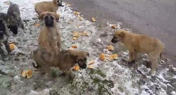 Sivas'ta Aç Kalan Yavru Köpekleri Beslediler