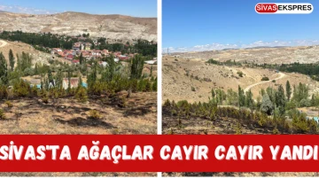 Sivas'ta Ağaçlar Cayır Cayır Yandı