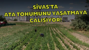 Sivas'ta Ata Tohumunu Yaşatmaya Çalışıyor!