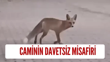 Sivas'ta Caminin Davetsiz Misafiri