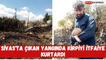 Sivas'ta Çıkan Yangında Kirpiyi İtfaiye Kurtardı