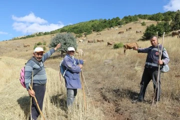 Sivas'ta Çoban Bulamayan Köy Halkı Sırayla Çobanlığa Başladı