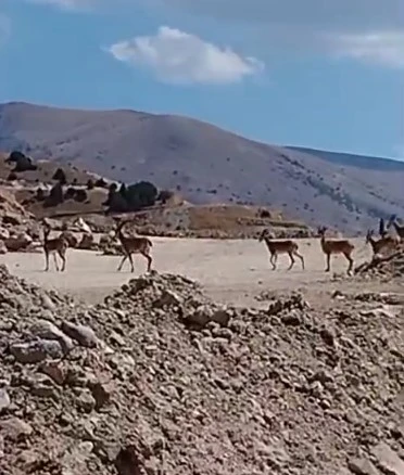 Sivas'ta Dağ Keçisi Sürüsü Görüntülendi