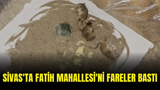 Sivas'ta Fatih Mahallesi'ni Fareler Bastı