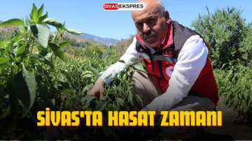 Sivas'ta Hasat Zamanı