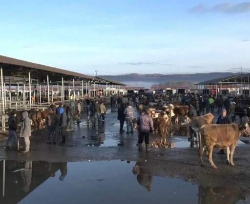 Sivas’ta Hayvan Pazarında Hareketlilik Başladı  