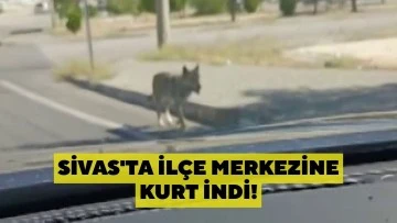 Sivas'ta İlçe Merkezine Kurt İndi!