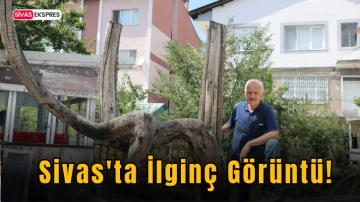 Sivas'ta İlginç Görüntü!