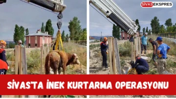 Sivas'ta İnek Kurtarma Operasyonu