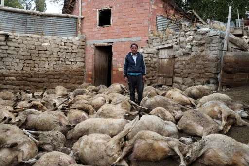 Sivas'ta Kurt Saldırısı, 63 Hayvan Telef Oldu