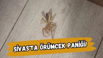 Sivas'ta Örümcek Paniği!