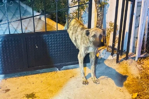 Sivas'ta Parmaklıklara Sıkışan Köpeği İtfaiye Kurtardı