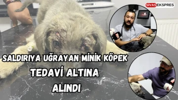 Sivas’ta Saldırıya Uğrayan Minik Köpek Tedavi Altına Alındı