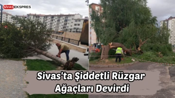 Sivas'ta Şiddetli Rüzgar Ağaçları Devirdi