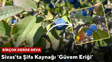 Sivas'ta Şifa Kaynağı Güvem Eriği