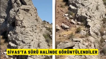 Sivas'ta Sürü Halinde Görüntülendiler