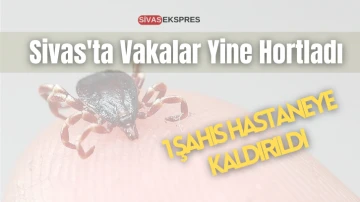 Sivas'ta Vakalar Yine Hortladı