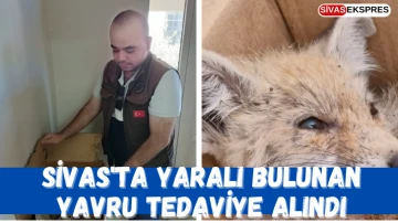 Sivas'ta Yaralı Bulunan Yavru Tedaviye Alındı