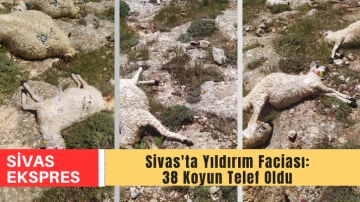 Sivas'ta Yıldırım Faciası: 38 Koyun Telef Oldu