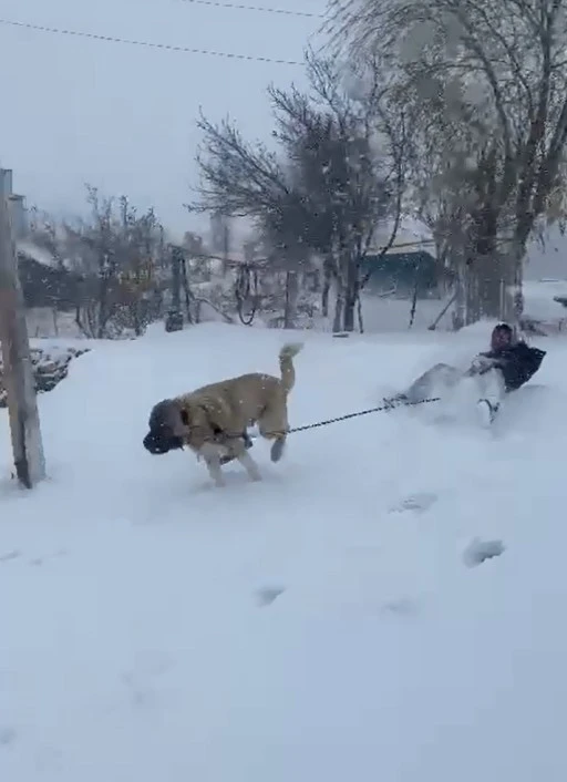 Sivaslıların Kızak Keyfide Böyle Olur! Kangal Köpekli Keyif