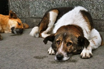Sokak Köpekleriyle İlgili Düzenleme Meclis'e Geliyor