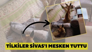 Tilkiler Sivas'ı Mesken Tuttu