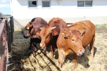  Türkiye'ye Getirilen Sığır Embriyoları, Et Deposuna Dönüştü